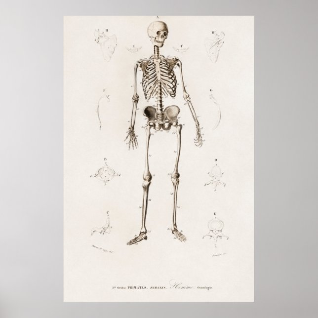 Human skeleton poster (Front)
