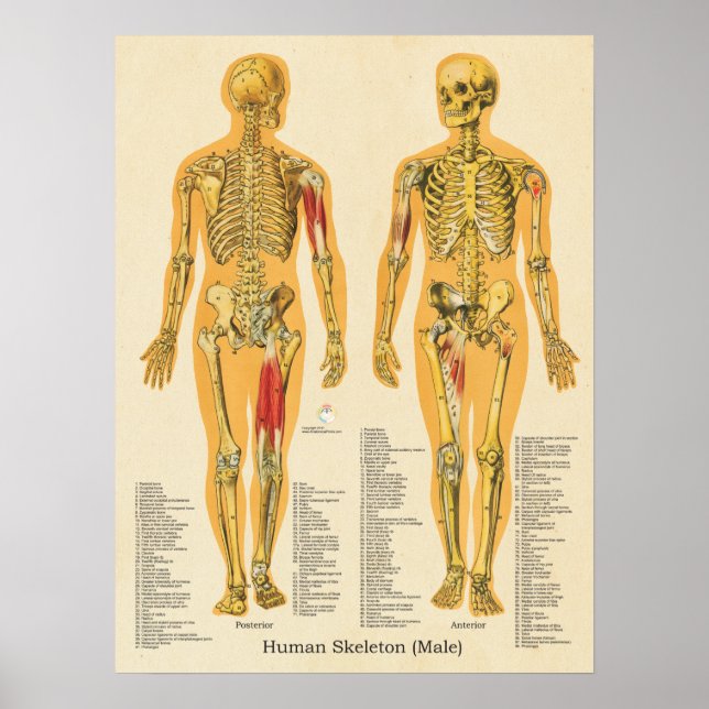 Human Skeleton Skeletal Anatomy Poster Male (Front)