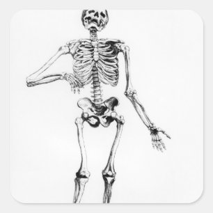 Human Skeleton Square Sticker