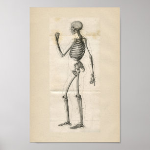 Human Skeleton Vintage Anatomy Print