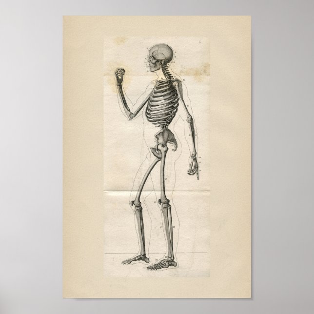 Human Skeleton Vintage Anatomy Print (Front)