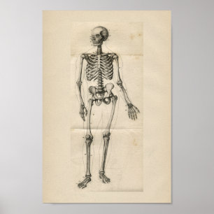Human Skeleton Vintage Anatomy Print