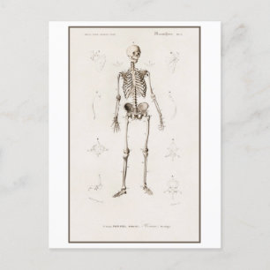 Human Skeleton Vintage Illustration Postcard