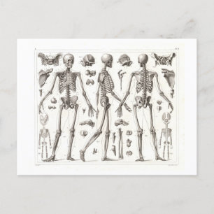 Human Skeleton Vintage Postcard
