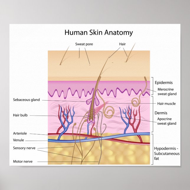 Human Skin Anatomy Poster (Front)
