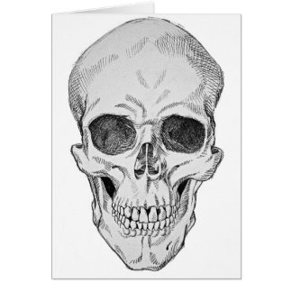 Human Skull Anatomical Illustration (Frontal View)