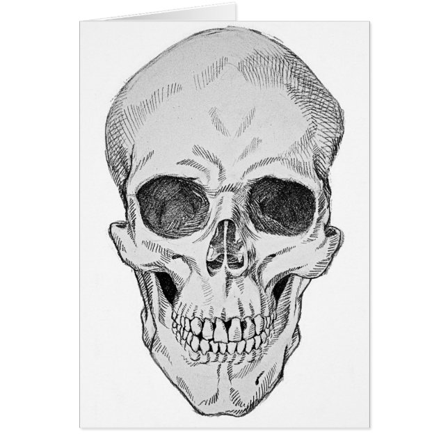 Human Skull Anatomical Illustration (Frontal View) (Front)