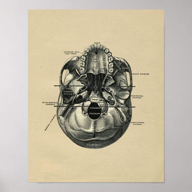 Human Skull Anatomy 1902 Vintage Print (Front)