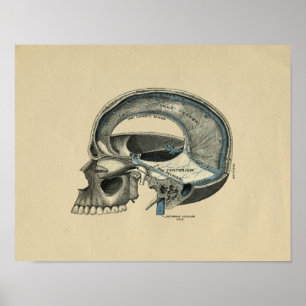 Human Skull Anatomy 1902 Vintage Print