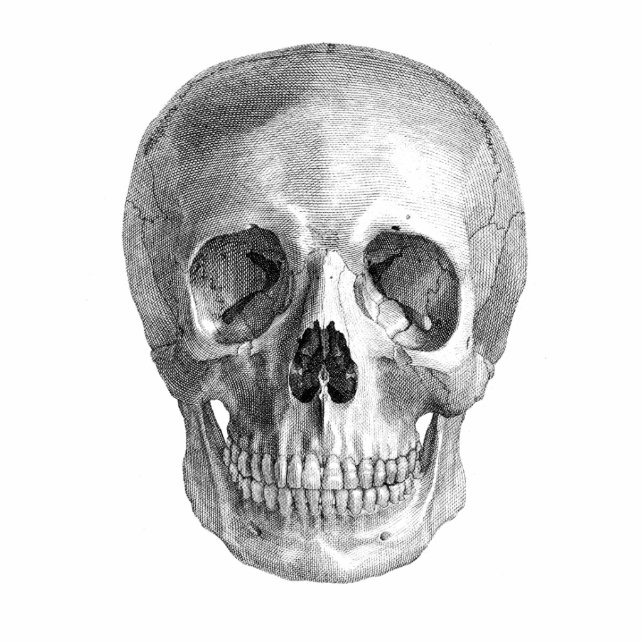 Human skull anatomy sketch drawing photo sculpture magnet (Front)