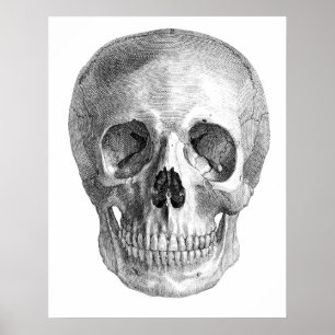 Human skull anatomy sketch drawing poster