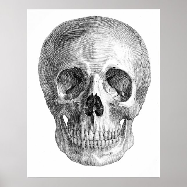 Human skull anatomy sketch drawing poster (Front)