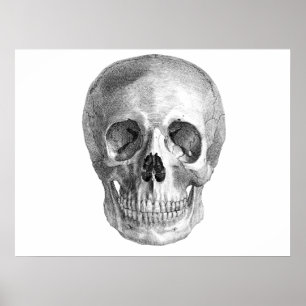 Human skull anatomy sketch drawing poster
