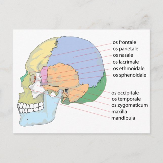 Human Skull Bone Name Chart Postcard (Front)