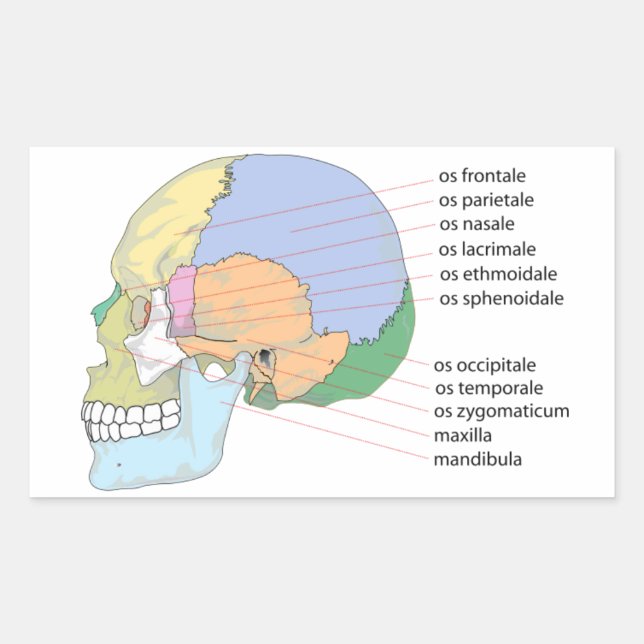 Human Skull Bone Name Chart Rectangular Sticker (Front)