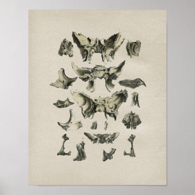 Human Skull Bones Anatomy Vintage Print (Front)