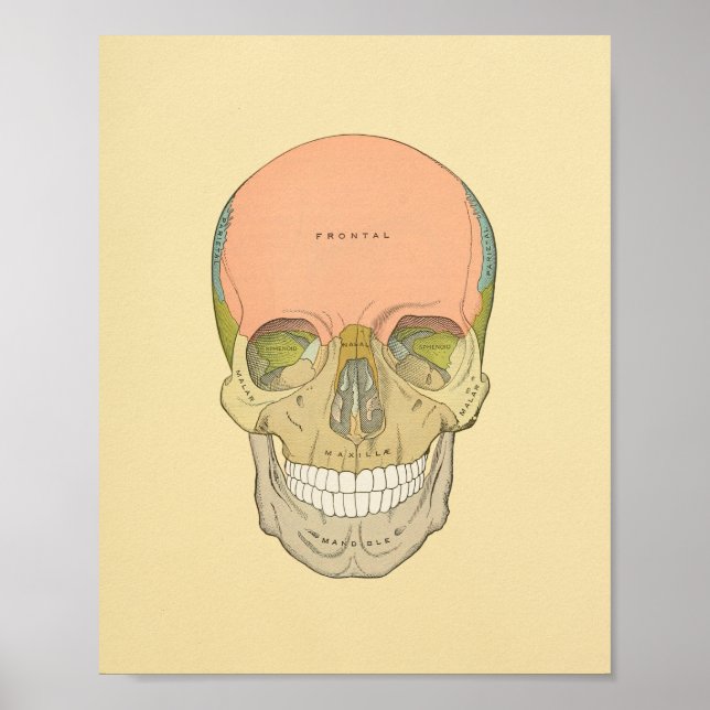 Human Skull Gray's Anatomy Print (Front)