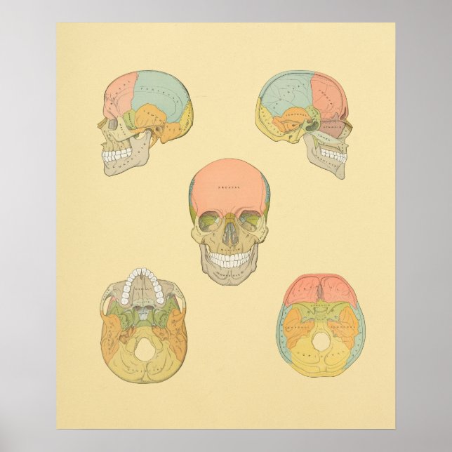 Human Skull Grey's Anatomy Print (Front)