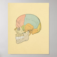 Human Skull Grey's Anatomy Print