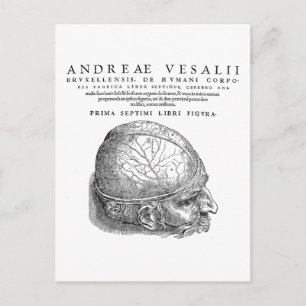 Human Skull Postcard