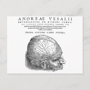 Human Skull Postcard