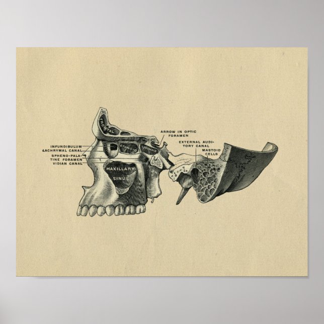 Human Skull Sinuses Anatomy 1902 Vintage Print (Front)