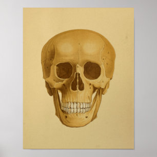Human Skull Vintage Anatomy Print Bones