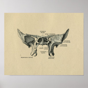 Human Sphenoid Anatomy 1902 Vintage Print