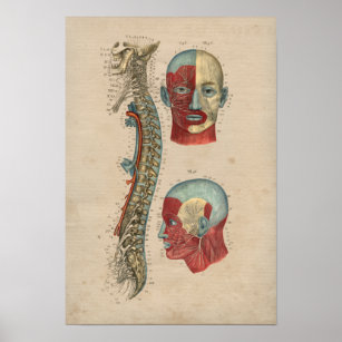 Human Spinal Nerves Anatomy 1841 Print