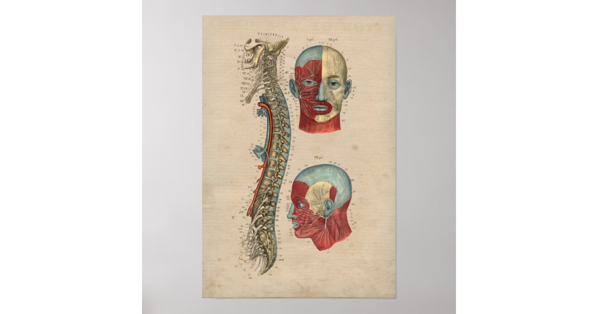 Human Spinal Nerves Anatomy 1841 Print | Zazzle