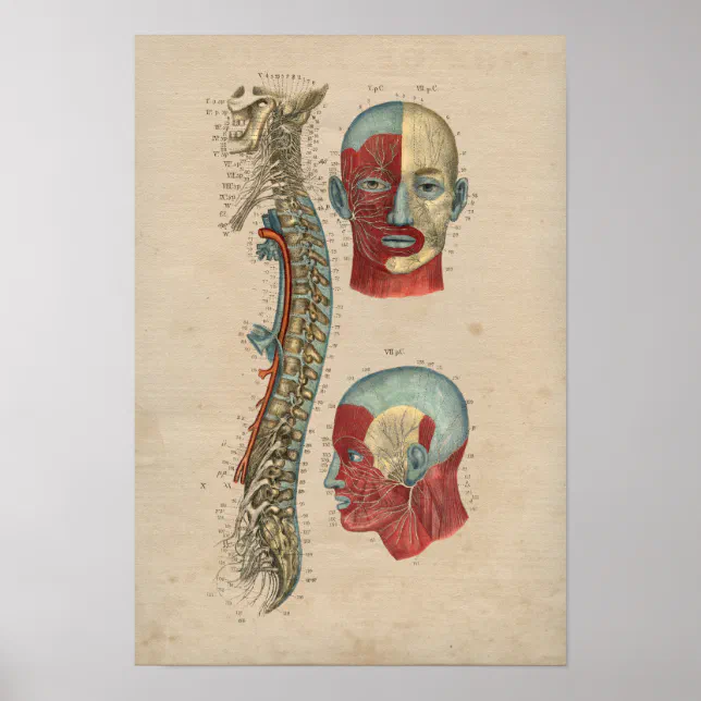 Human Spinal Nerves Anatomy 1841 Print | Zazzle