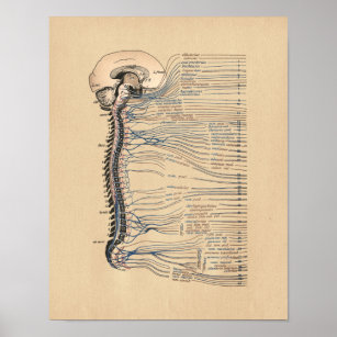 Human Spinal Nerves Anatomy Vintage Print