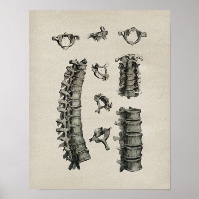 Human Spine Anatomy Vintage Print (Front)