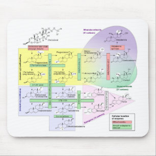 Human Steroidogenesis Diagram Biological Chemical  Mouse Mat