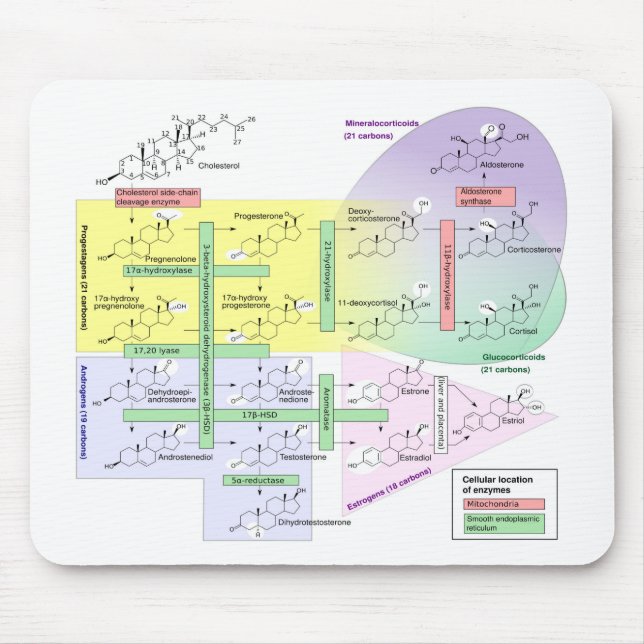 Human Steroidogenesis Diagram Biological Chemical  Mouse Mat (Front)