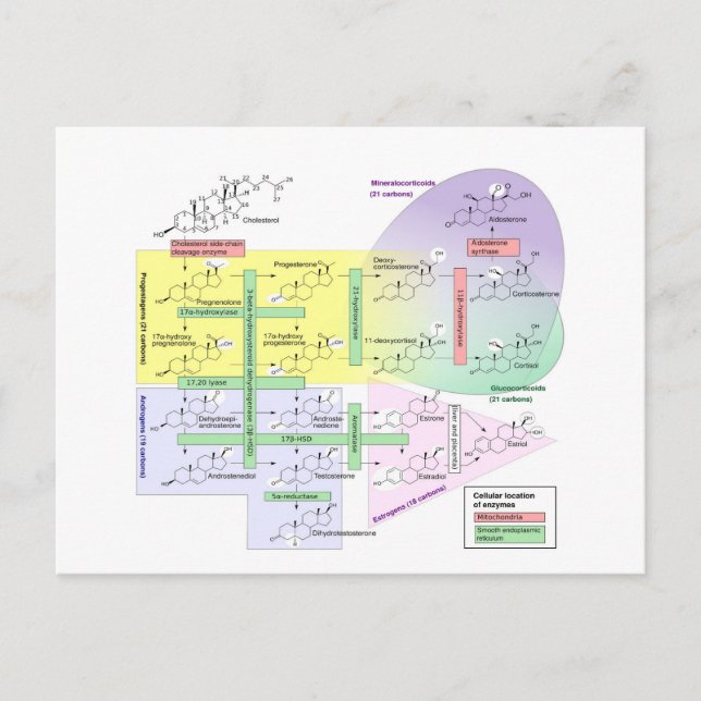 Human Steroidogenesis Diagram Biological Chemical  Postcard (Front)