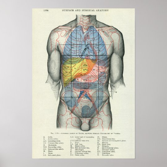 Human Surface Anatomy Relation to Organs Poster | Zazzle.co.uk