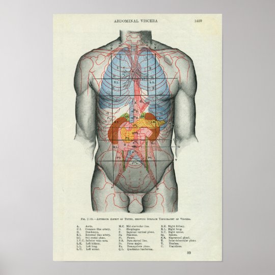 Human Surface Anatomy Relation to Organs Poster | Zazzle.co.uk