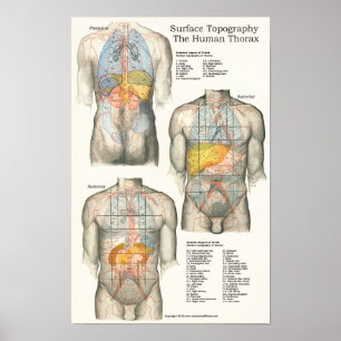 Human Surface Topography Anatomy Chart