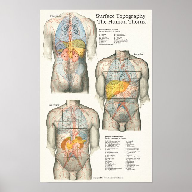 Human Surface Topography Anatomy Chart (Front)