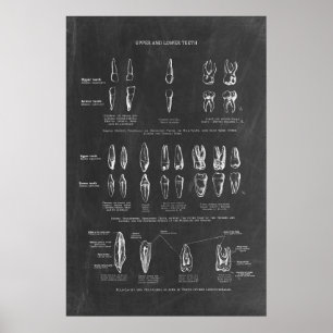 Human Teeth Anatomy  Poster