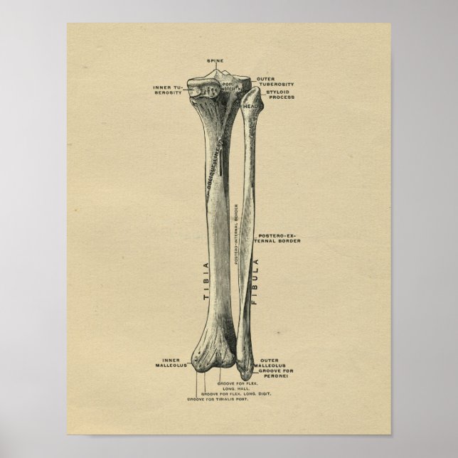 Human Tibia Anatomy 1902 Vintage Print (Front)
