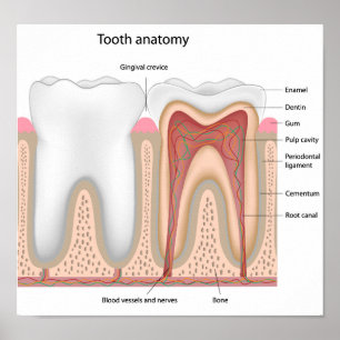 Human Tooth anatomy   Poster