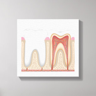 Human Tooth anatomy stretched canvas print