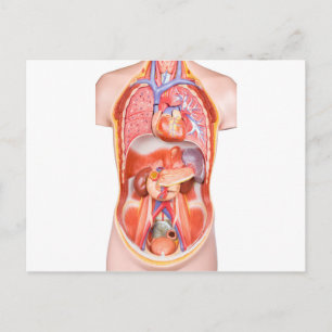 Human torso body model with organs postcard