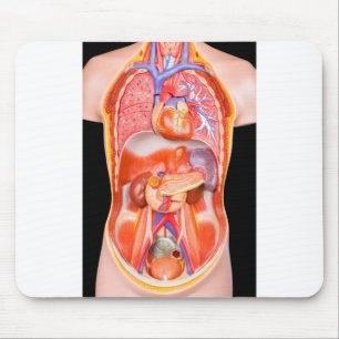 Human torso model with internal organs on black mouse mat