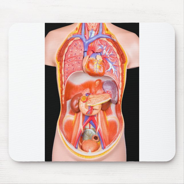 Human torso model with internal organs on black mouse mat (Front)