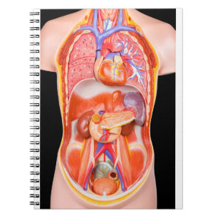 Human torso model with internal organs on black notebook
