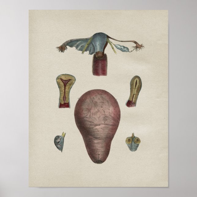 Human Uterus Anatomy Vintage Print (Front)