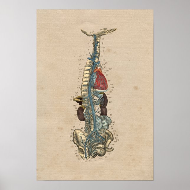 Human Veins Heart Anatomy 1841 Print (Front)